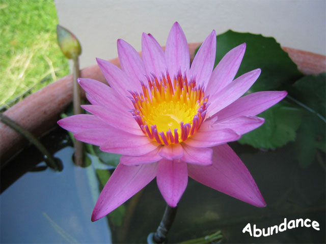 4/5/Queen Sirikit Botanic Garden ,Bkk,Thailand(19May09ชุดดอกบัว