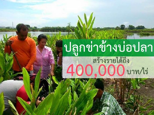 ปลูกข่าข้างบ่อปลา สร้างรายได้ถึง 400,000 บาท/ไร่