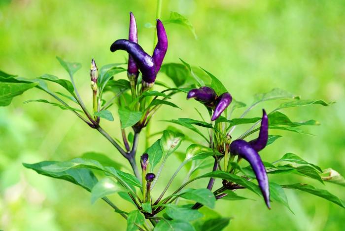 คำบรรยายภาพ