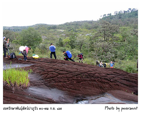 ไปดู  > > พิธีคืนชะตาชีวิตป่า สืบชะตาต้นน้ำ  ทำอย่างไร...? ครับ