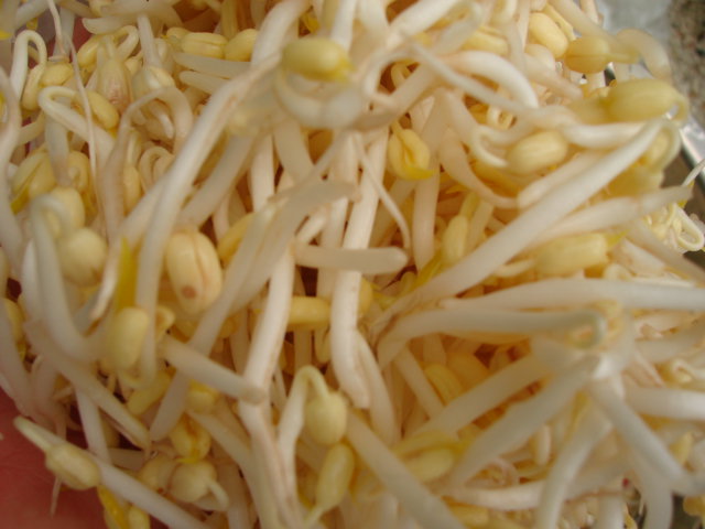 กินถั่วงอกดิบ.....เป็นอันตรายต่อร่างกาย กินถั่วงอกดิบ.....เป็นอันตรายต่อร่างกาย
