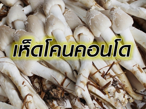 สำเร็จครั้งแรก! นำเชื้อธรรมชาติเพาะ เห็ดโคนคอนโด