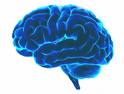 การออกกำลังสมองเพื่อความฉับไว-Neurobics