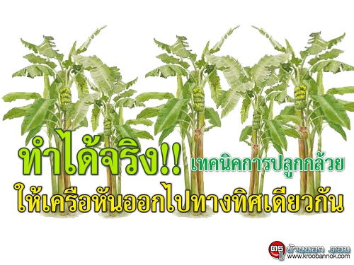 ทำได้จริง!!เทคนิคการปลูกกล้วยให้เครือหันออกไปทางทิศเดียวกัน