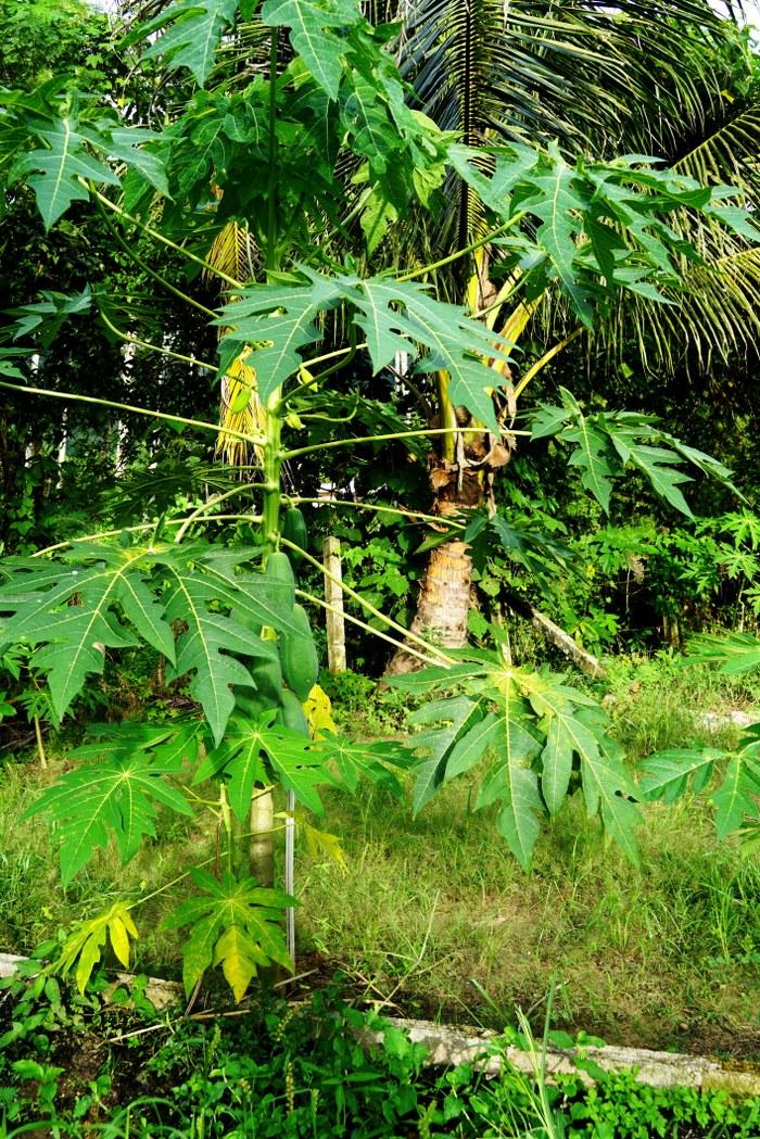 คำบรรยายภาพ