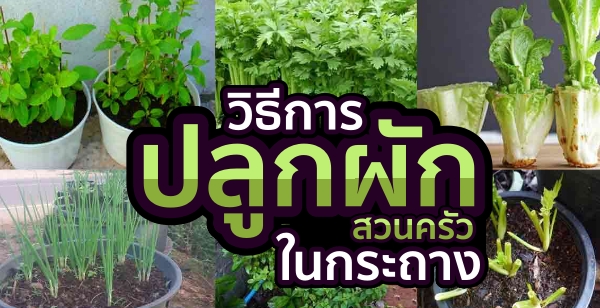 10 วิธีปลูกผักสวนครัวในกระถาง