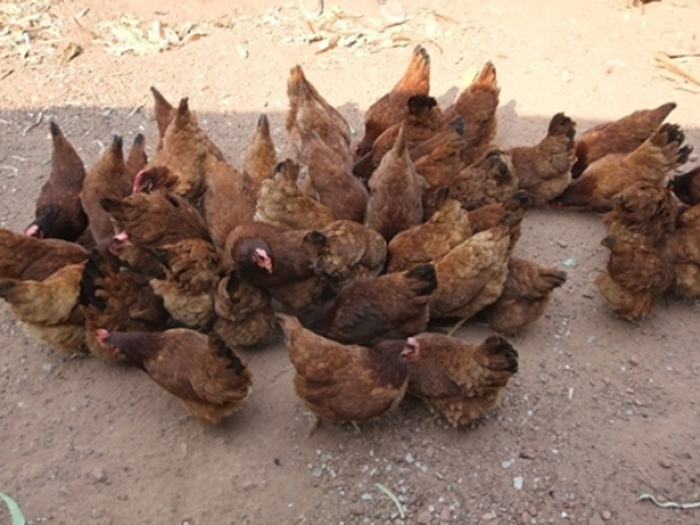 ไก่ไข่ไทยกรมปศุสัตว์ (DLD Layer Hen)