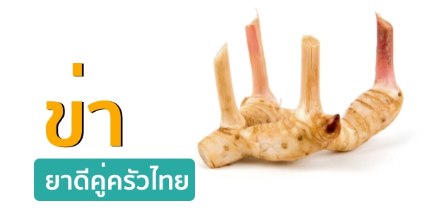 ข่า...ยาดีคู่ครัวไทย