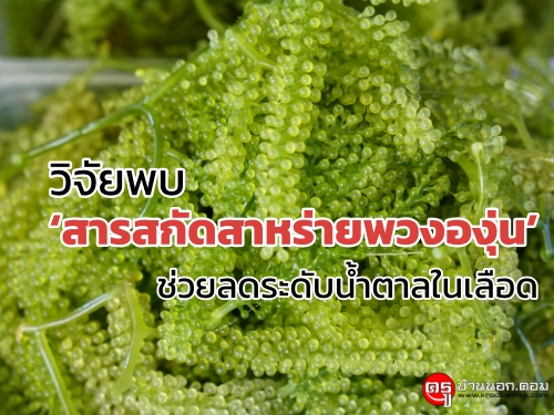 วิจัยพบ "สารสกัดสาหร่ายพวงองุ่น" ช่วยลดระดับน้ำตาลในเลือด