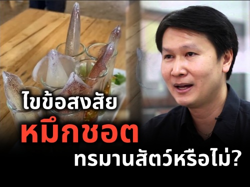 ไขข้อสงสัย "หมึกชอต" ทรมานสัตว์หรือไม่?