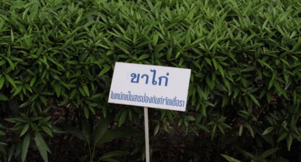 ต้นขาไก่ ใบหมักเป็นสารป้องกันกำจัดเชื้อรา