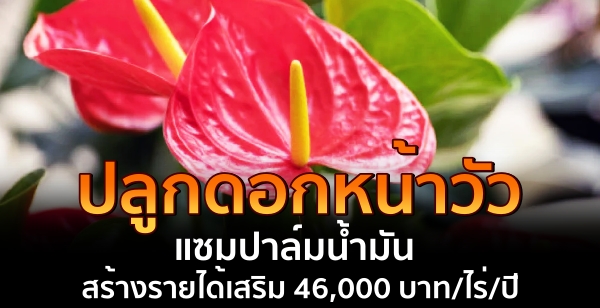 ปลูกดอกหน้าวัว แซมปาล์มน้ำมัน สร้างรายได้เสริม 46,000 บาท/ไร่/ปี