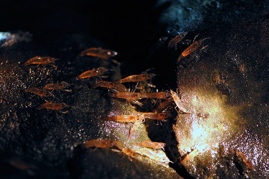 กุ้งเดินขบวน Unseen in Thailand มหัศจรรย์ธรรมชาติ อ.น้ำยืน