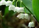 Lily of the Valley...ระฆังน้อยแห่งหุบเขา 