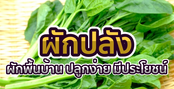 "ผักปลัง" ผักพื้นบ้าน ปลูกง่าย มีประโยชน์