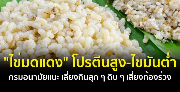 "ไข่มดแดง" โปรตีนสูง-ไขมันต่ำ กรมอนามัยแนะ เลี่ยงกินสุก ๆ ดิบ ๆ เสี่ยงท้องร่วง