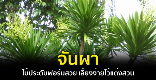 "จันผา" ไม้ประดับฟอร์มสวย เลี้ยงง่ายไว้แต่งสวน