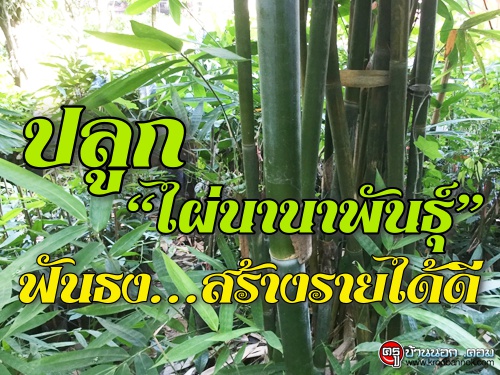 ปลูก"ไผ่นานาพันธุ์" ฟันธงปลูกแล้วสร้างรายได้ดีแน่นอน!!