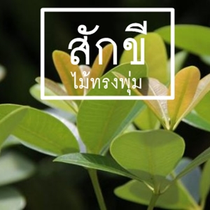 สักขี คำที่คุ้นหู ที่จริงคือพืชนั่นเอง