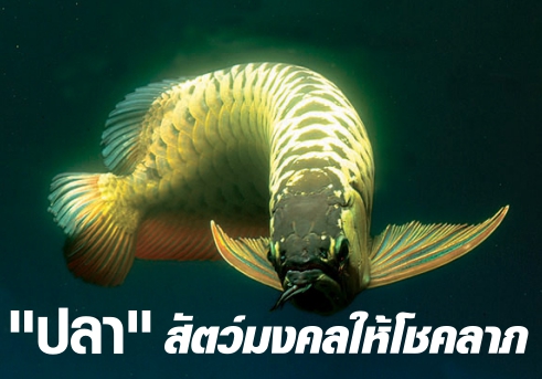 ปลา สัตว์มงคลนำโชคลาภ