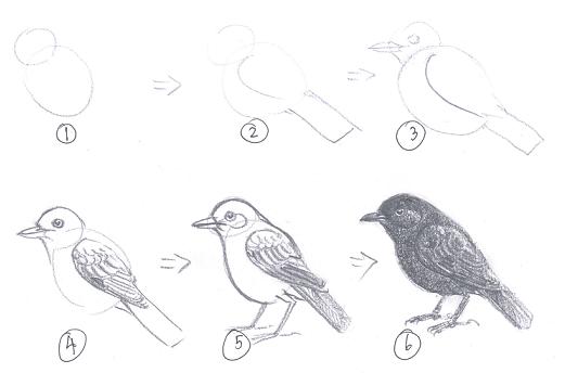 การวาดภาพนกเบื้องต้น การวาดภาพนกเบื้องต้น