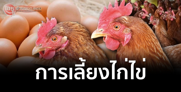 การเลี้ยงไก่ไข่