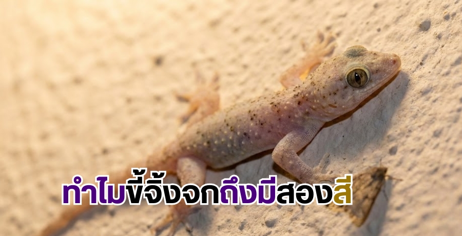 ทำไมขี้จิ้งจกถึงมีสองสี ทำไมขี้จิ้งจกถึงมีสองสี