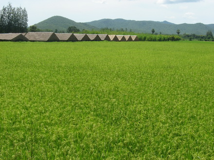   กิจกรรมเยี่ยมบ้านสานต่อสู่หลักสูตรท้องถิ่นศึกษา..งานสร้างสรรค์ของครูไทย