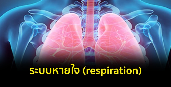 к (respiration)