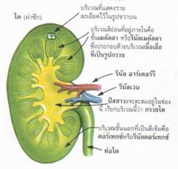 8 คำถามเกี่ยวกับปัญหาของระบบปัสสาวะ