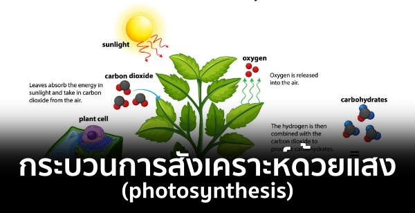 кǹѧʧ (photosynthesis)