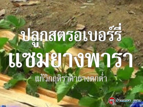 เกษตรทำเงิน : ปลูกสตรอเบอร์รี่แซมยางพารา แก้วิกฤติราคายางตกต่ำ