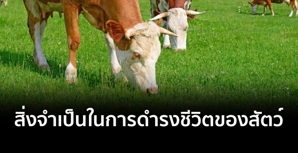 สิ่งจำเป็นในการดำรงชีวิตของสัตว์