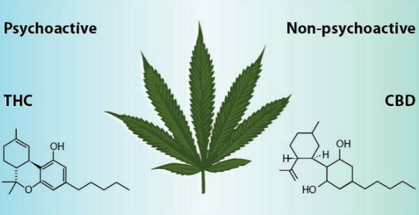 CBD และ THC ในพืชกัญชา คืออะไร?