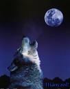 อาถรรพ์พระจันทร์เต็มดวง ......มนุษย์หมาป่าอาละวาดจริง!!