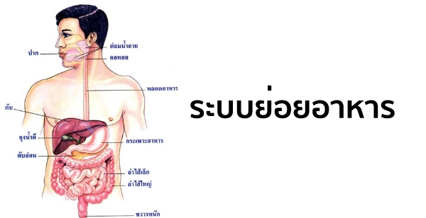 ระบบย่อยอาหาร