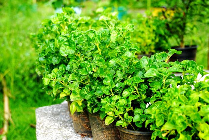 คำบรรยายภาพ