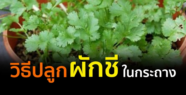 วิธีปลูกผักชีในกระถาง