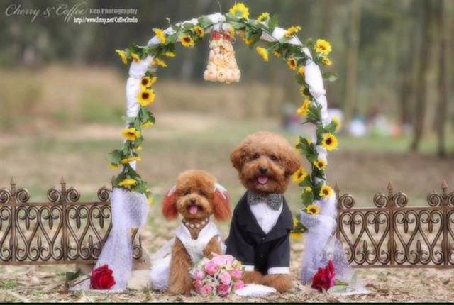 งานแต่งน้องหมา....