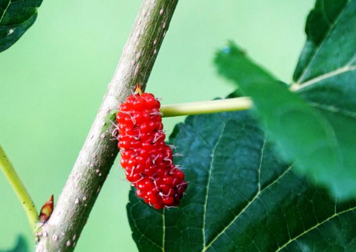 คำบรรยายภาพ