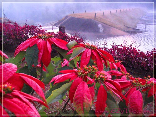 >>>>>หน้าหนาวเที่ยวไหนดี (Winter In Thailand)...มีข้อมูลดีๆมาฝาก...