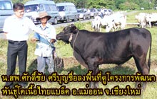 โคขุน..."ไทยแบล็ค" ลูกผสมพันธุ์ใหม่ให้เนื้อมาก 