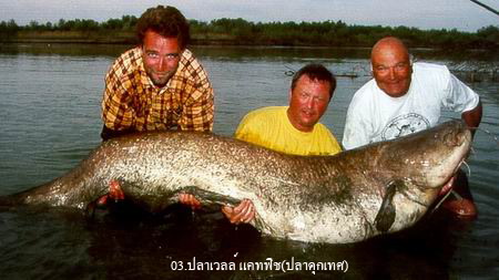 10 อันดับ ปลาน้ำจืดใหญ่ที่สุดและปลาช่อนอเมซอน