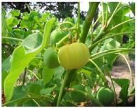 ��ԡ���ʹ��Ҿ����˭���